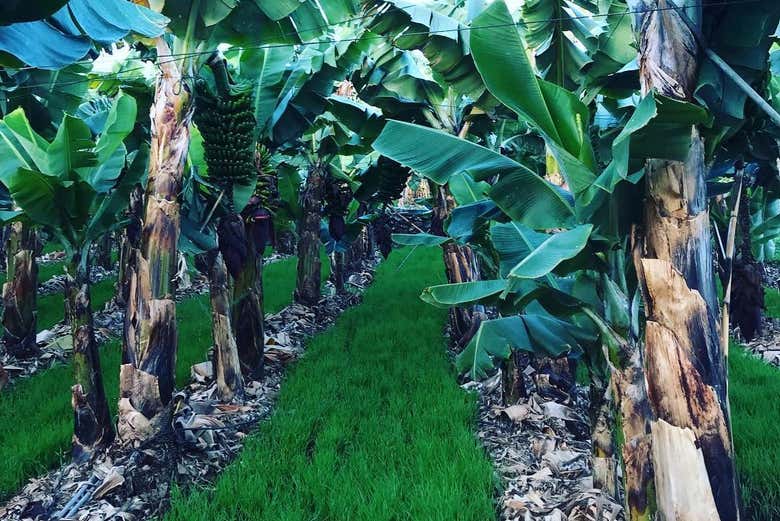 Plataneras en la finca ecológica