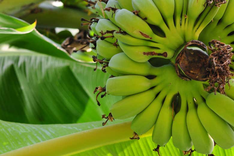 Disfrutando de la visita por la finca ecológica