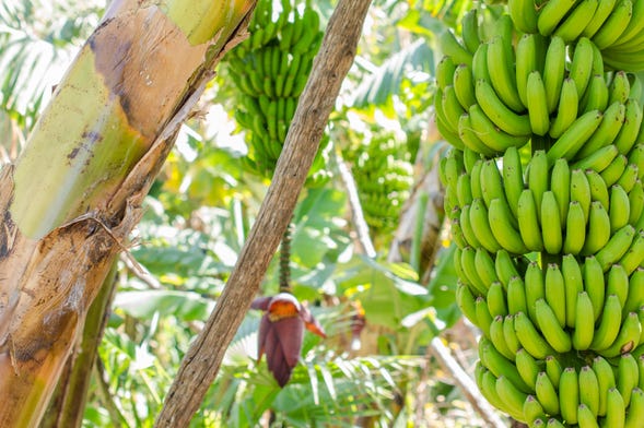 Visita a una finca de plátanos de La Orotava