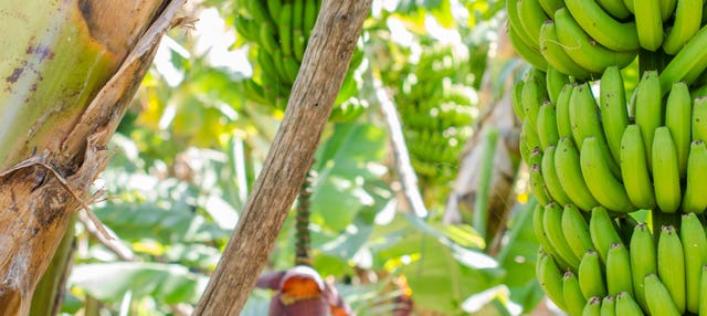 Visita a una finca de plátanos de La Orotava