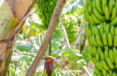 Visita a una finca de plátanos de La Orotava