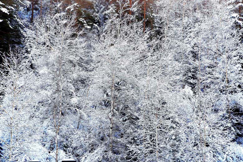 Un albero coperto di neve