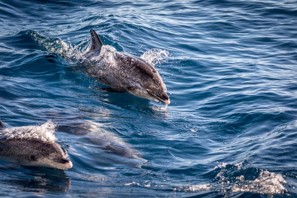 Avvistamento di cetacei a La Restinga