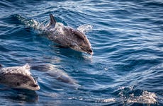 Avistamiento de cetáceos en La Restinga
