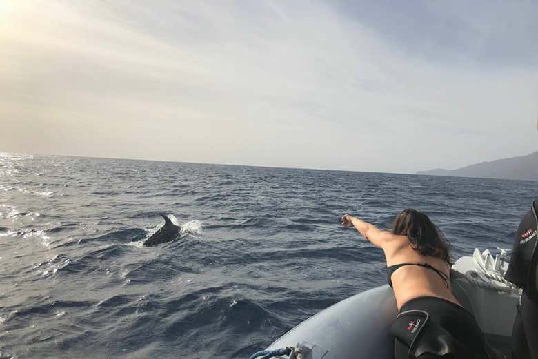 Observation de cétacés à La Restinga