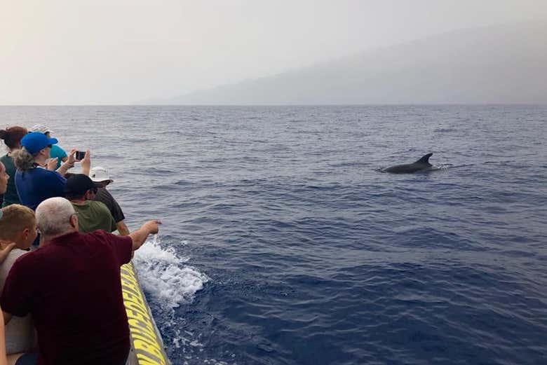 Contemplez les dauphins