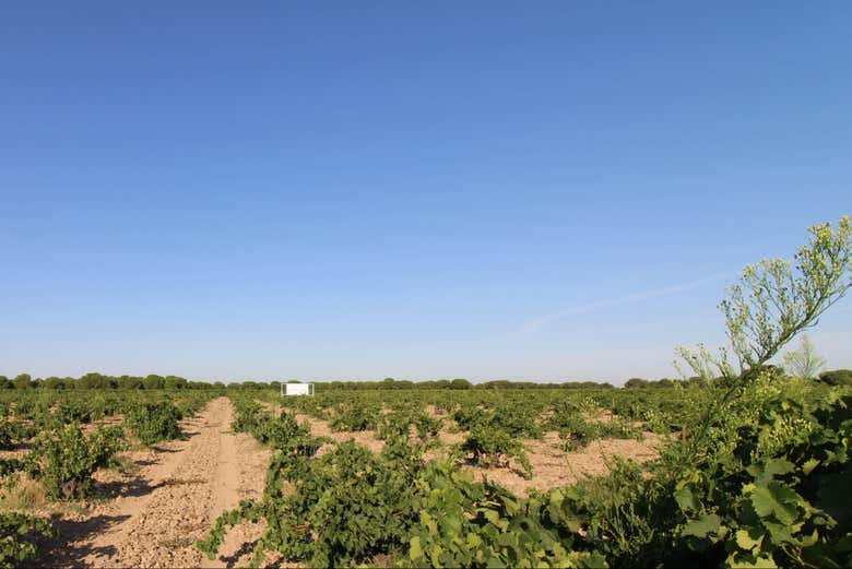 Paisagem dos vinhedos da vinícola Javier Sanz