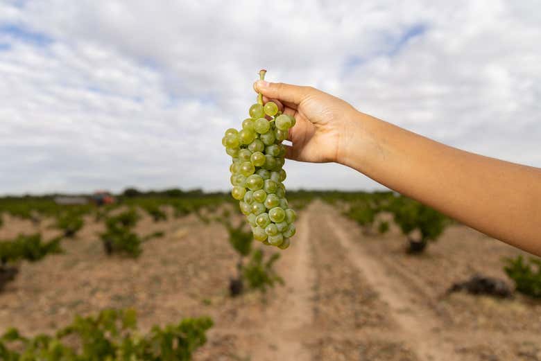 Descobriremos como as uvas verdejo são cultivadas