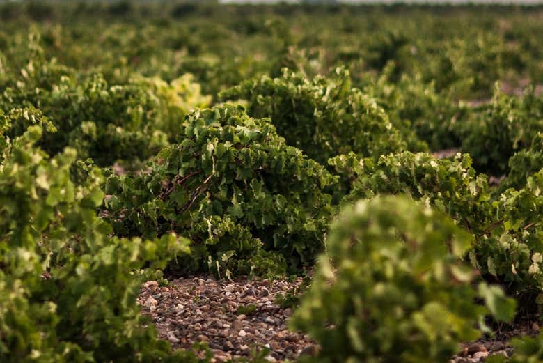 Visite des vignobles de José Pariente