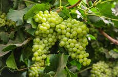 Visita a la bodega Javier Sanz