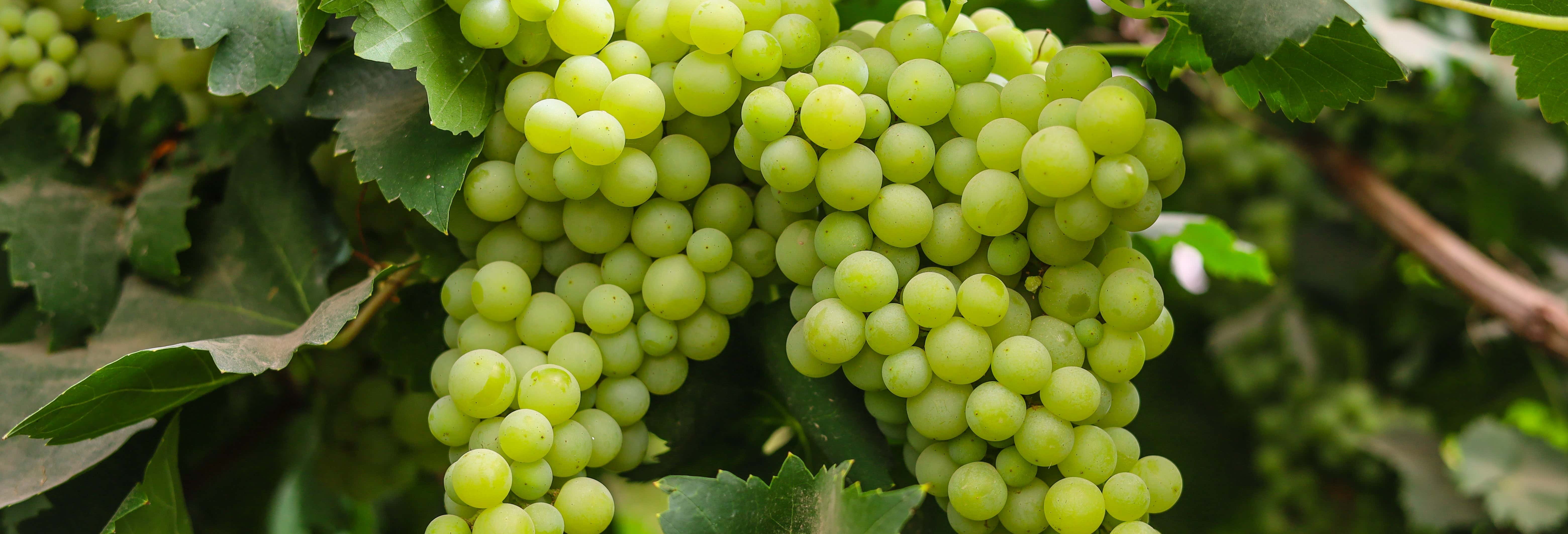 Gastronomía y enoturismo en La Seca