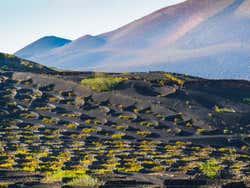 Vineyards at La Geria