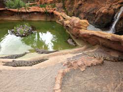 Crocodiles at the Rancho Texas Lanzarote Park