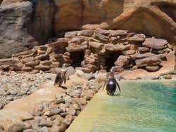 Penguins at the Rancho Texas Lanzarote Park