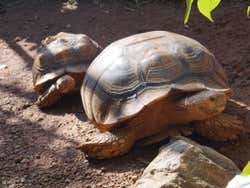 Turtles at the Rancho Texas Lanzarote Park