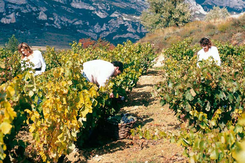 Vigneti della Rioja Alavesa