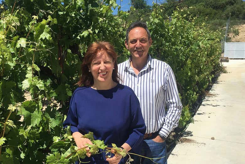 Baladez-vous dans les vignobles