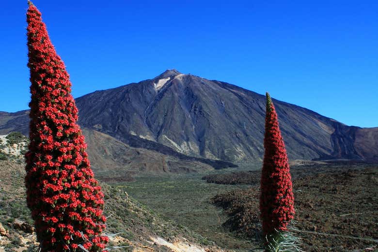 Tajinaste rojo