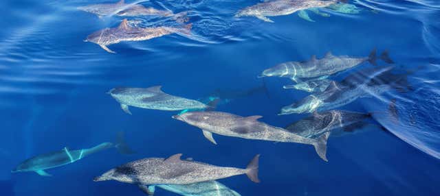 Las Galletas Dolphin & Whale Watching Activity