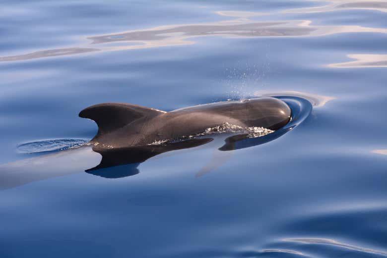 Un dauphin