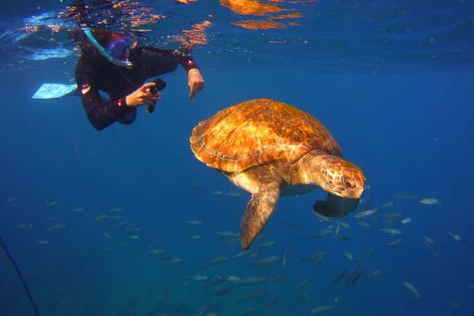 Fazendo snorkel com tartarugas