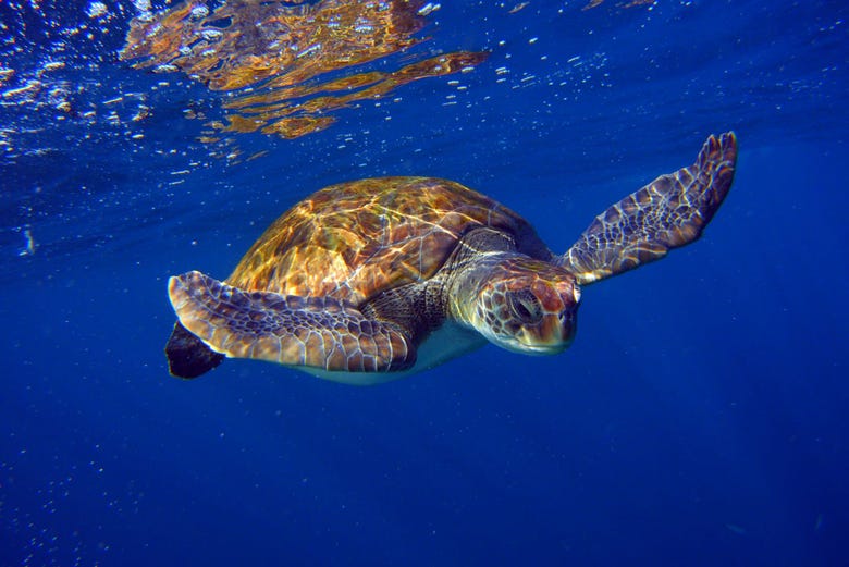 Turtle in Tenerife's waters