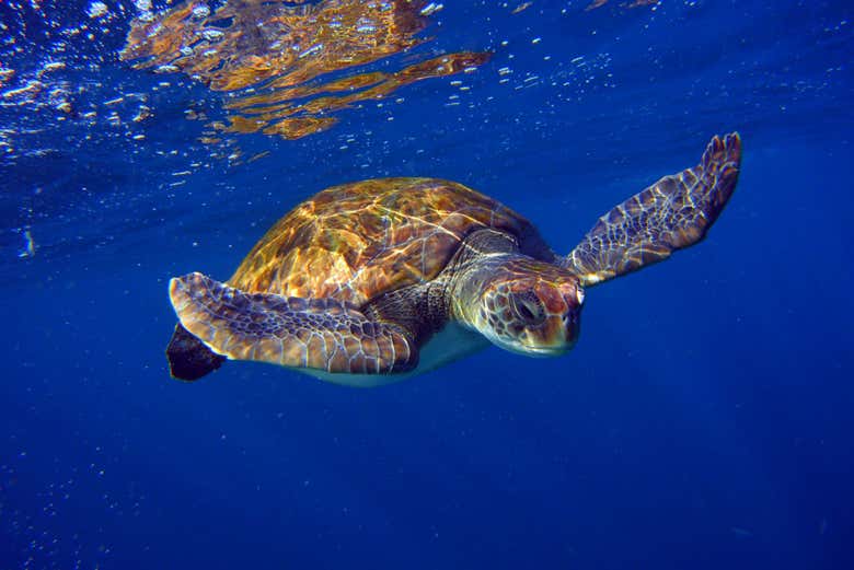 Tartaruga nas águas de Tenerife