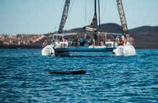 Las Galletas Catamaran Tour + Lunch