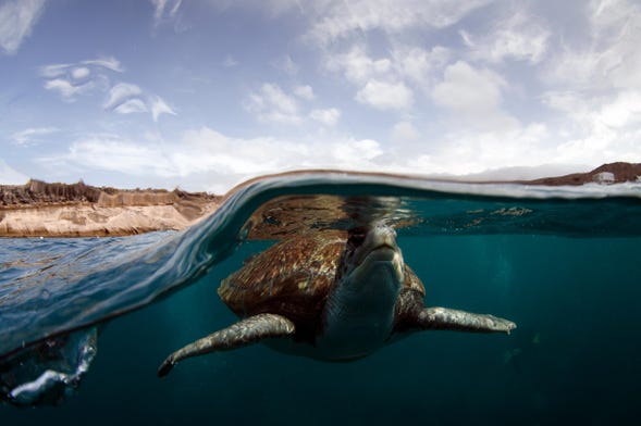 Snorkel com avistamento de tartarugas em Tenerife
