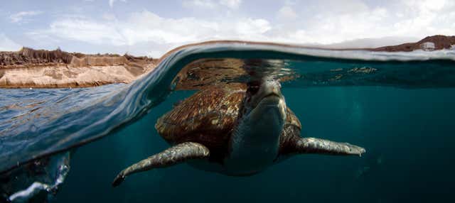 Snorkeling et observation de tortues à Tenerife