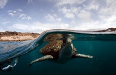Snorkel con avistamiento de tortugas en Tenerife