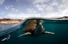 Snorkel com avistamento de tartarugas em Tenerife