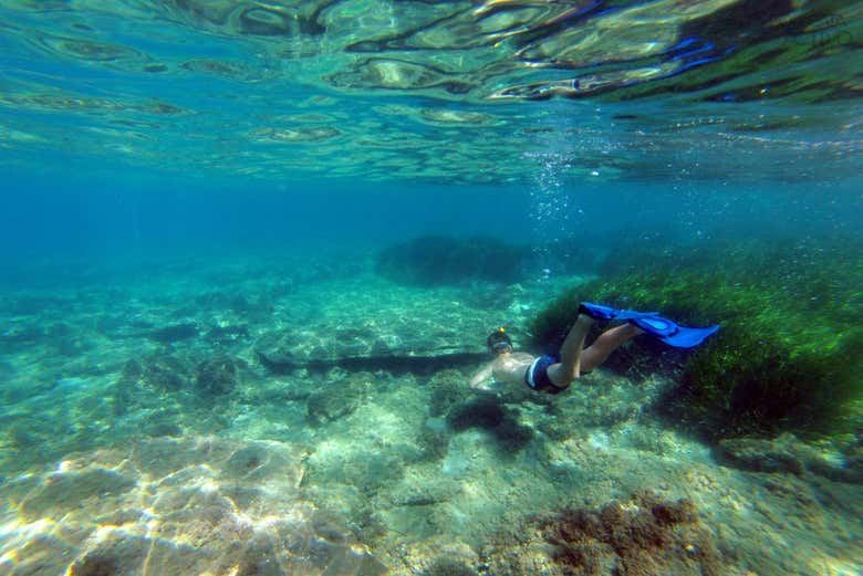 Posidonia