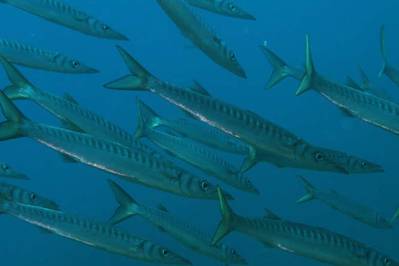 Banco de peces