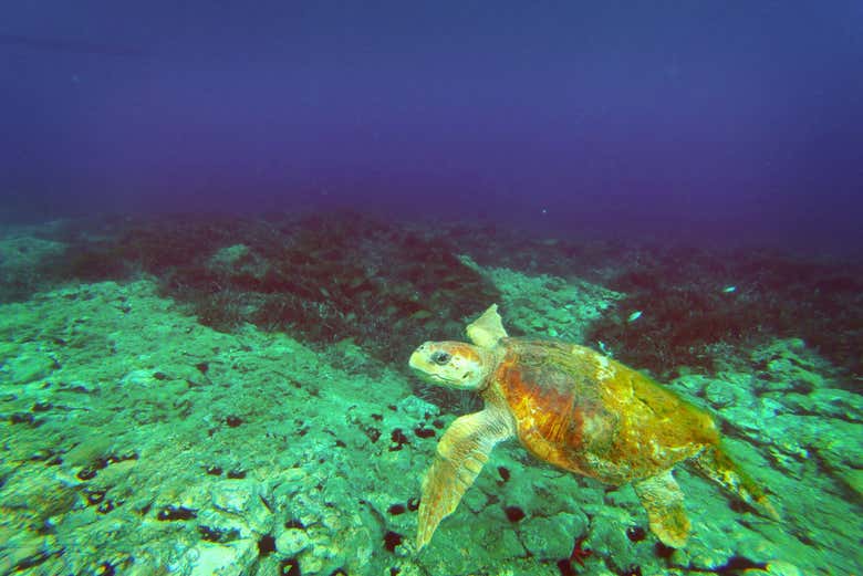 Tortuga boba