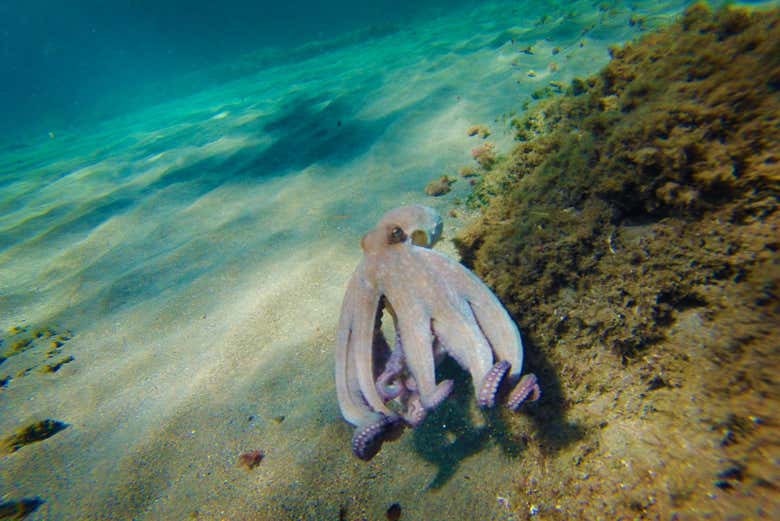 Pulpo