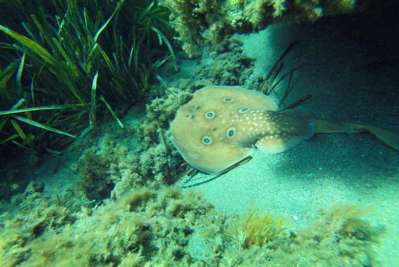 Torpedo
