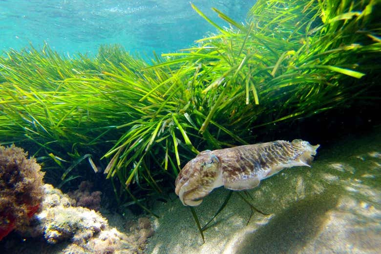 Paisagens submarinas de Almeria