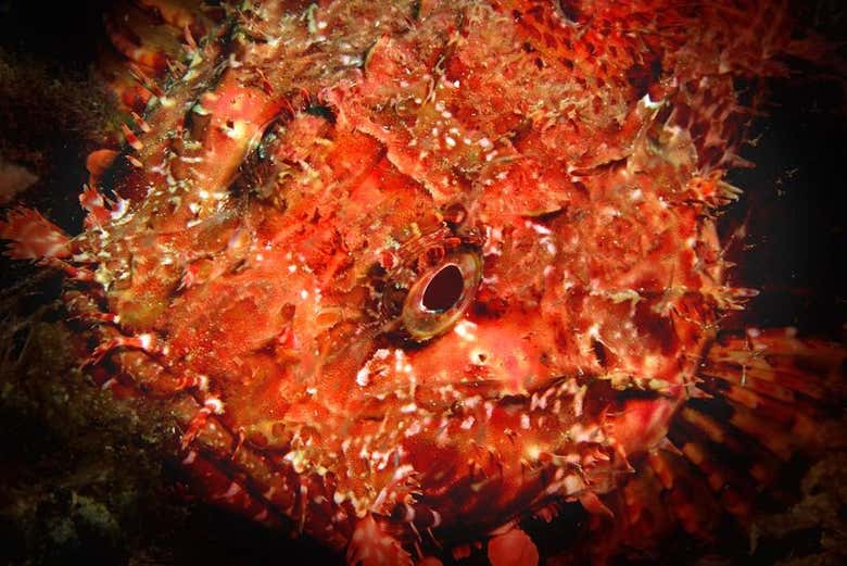 Peixes no mar de Alborán