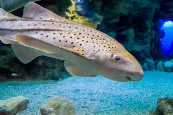 Biglietto per l'acquario Poema del Mar