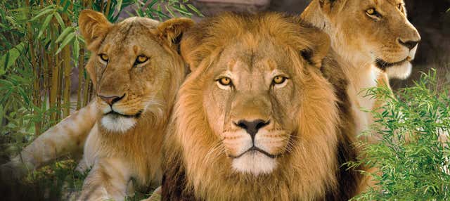 Excursão ao Loro Parque