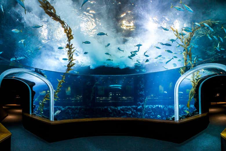 À l'intérieur de l'Aquarium
