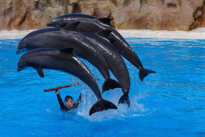 Espetáculo do Loro Parque