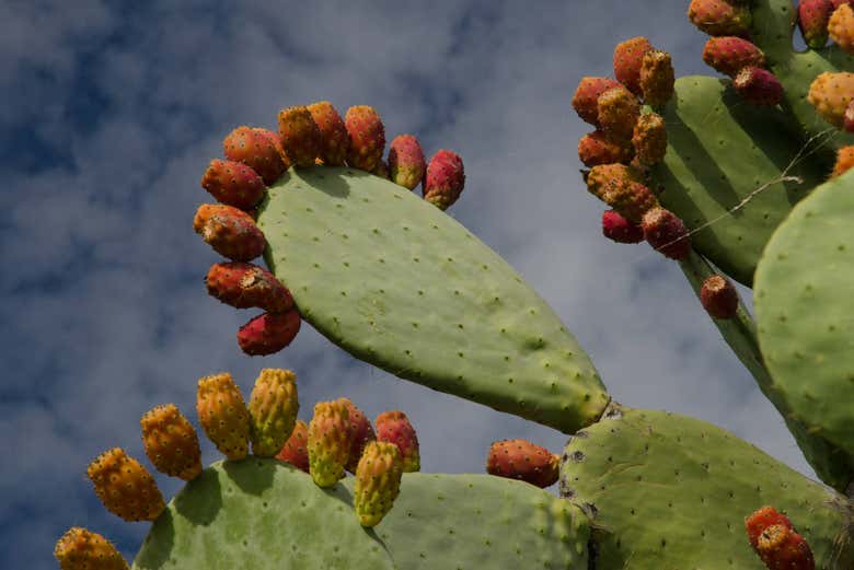 Fichi d'India a Guayadeque