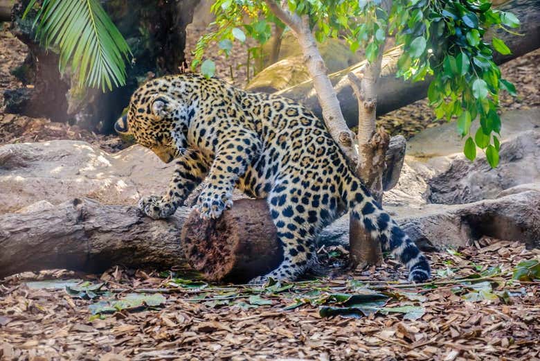 Leopardo