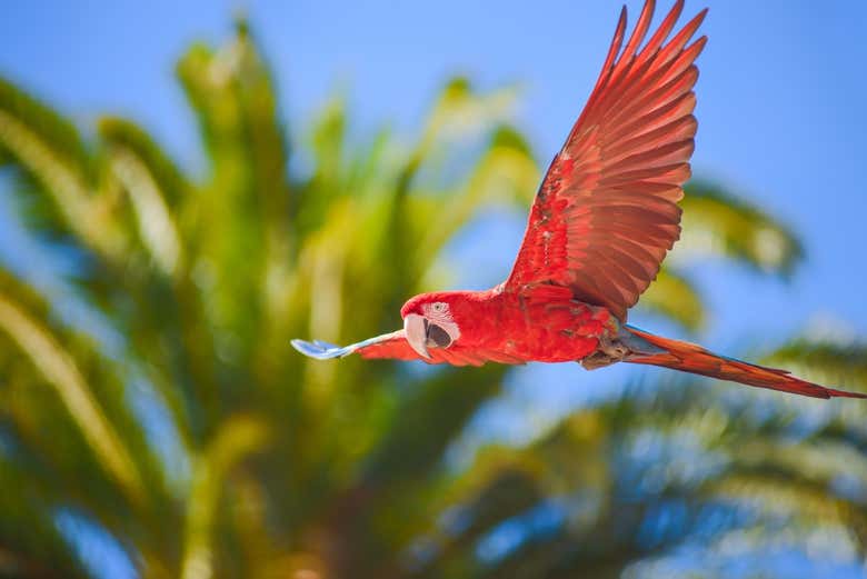 Arara