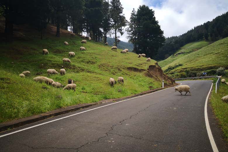 Ovelhas junto à estrada