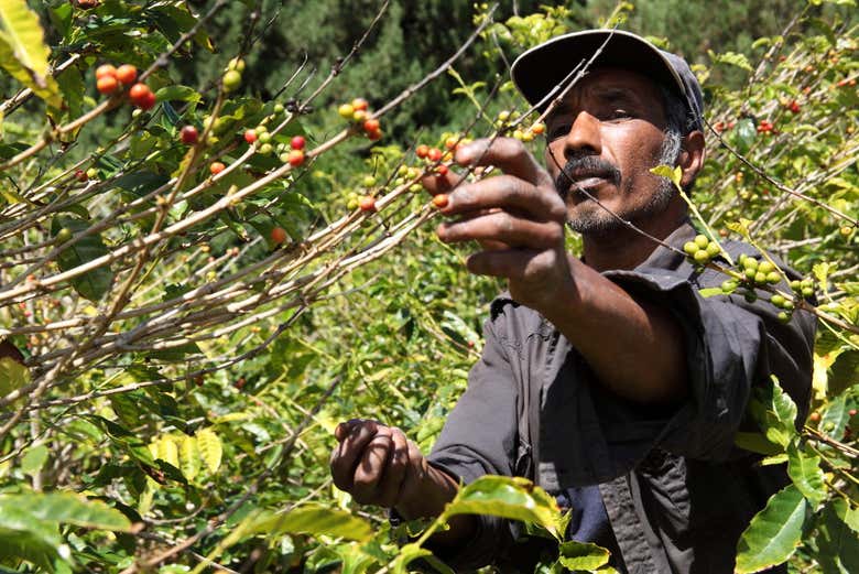 Plantation de café dans le nord de Grande Canarie