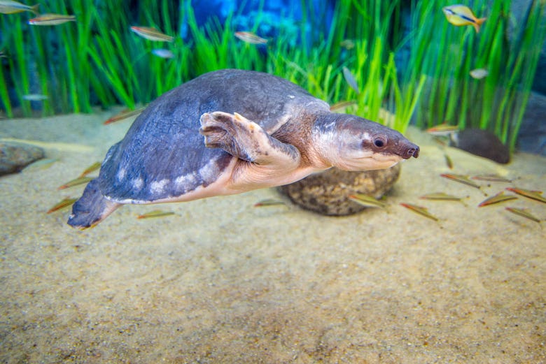 Une des tortues de l'aquarium