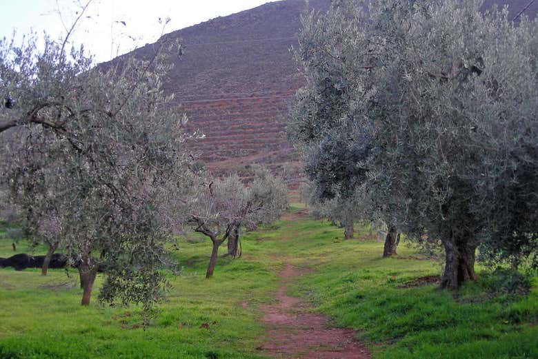 Oliviers du Cortijo El Cura